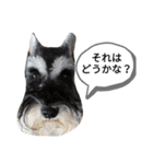 シュナウザー、アマロの日常（個別スタンプ：1）