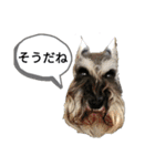 シュナウザー、アマロの日常（個別スタンプ：2）