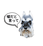 シュナウザー、アマロの日常（個別スタンプ：6）