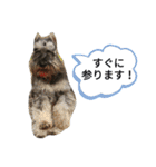 シュナウザー、アマロの日常（個別スタンプ：9）
