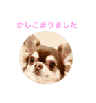 チワワのマロくん 3（個別スタンプ：5）