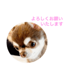 チワワのマロくん 3（個別スタンプ：7）