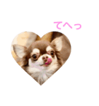 チワワのマロくん 3（個別スタンプ：9）