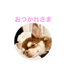 チワワのマロくん 3（個別スタンプ：13）