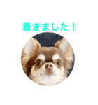 チワワのマロくん 3（個別スタンプ：18）