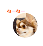 チワワのマロくん 3（個別スタンプ：21）