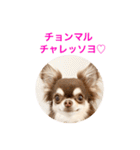 チワワのマロくん 3（個別スタンプ：23）
