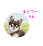 チワワのマロくん 3（個別スタンプ：24）