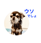 チワワのマロくん 3（個別スタンプ：29）