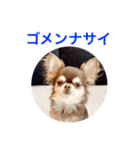 チワワのマロくん 3（個別スタンプ：30）
