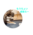 チワワのマロくん 3（個別スタンプ：31）