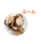 チワワのマロくん 3（個別スタンプ：33）