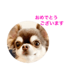 チワワのマロくん 3（個別スタンプ：35）