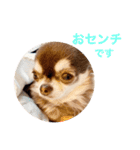 チワワのマロくん 3（個別スタンプ：38）