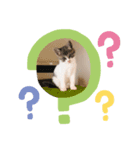 ねこねこねこ②ピア（個別スタンプ：1）