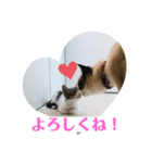 ねこねこねこ②ピア（個別スタンプ：2）