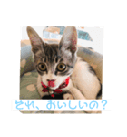 ねこねこねこ②ピア（個別スタンプ：3）