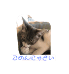 ねこねこねこ②ピア（個別スタンプ：4）