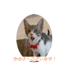 ねこねこねこ②ピア（個別スタンプ：5）