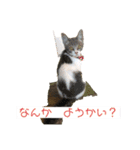 ねこねこねこ②ピア（個別スタンプ：7）