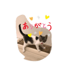 ねこねこねこ②ピア（個別スタンプ：8）