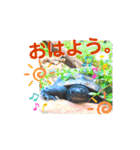 くさがめのジェリー日常で使えるスタンプ（個別スタンプ：2）