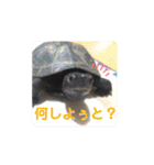 くさがめのジェリー日常で使えるスタンプ（個別スタンプ：9）