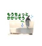 くさがめのジェリー日常で使えるスタンプ（個別スタンプ：14）