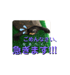 くさがめのジェリー日常で使えるスタンプ（個別スタンプ：21）