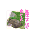 くさがめのジェリー日常で使えるスタンプ（個別スタンプ：22）