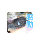 くさがめのジェリー日常で使えるスタンプ（個別スタンプ：25）