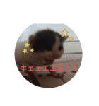 れおごろ3（個別スタンプ：1）