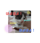れおごろ3（個別スタンプ：6）