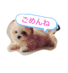 おこわスタンプ（個別スタンプ：1）