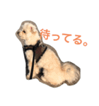 おこわスタンプ（個別スタンプ：9）
