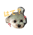 おこわスタンプ（個別スタンプ：16）