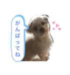 おこわスタンプ（個別スタンプ：24）