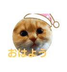 スコのめんま（個別スタンプ：1）