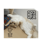 スコのめんま（個別スタンプ：6）