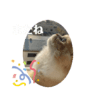 スコのめんま（個別スタンプ：8）