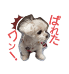 ワンの気持ち♪（個別スタンプ：3）
