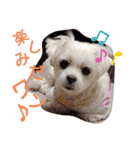 ワンの気持ち♪（個別スタンプ：7）