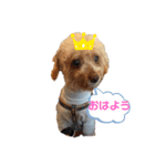 わんだふぉーハルヒ（個別スタンプ：1）
