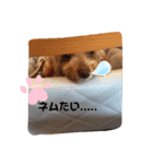 わんだふぉーハルヒ（個別スタンプ：4）