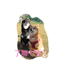 柴犬小鉄と小春（個別スタンプ：1）