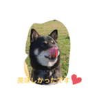 柴犬小鉄と小春（個別スタンプ：2）