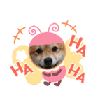 柴犬小鉄と小春（個別スタンプ：6）