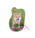 柴犬小鉄と小春（個別スタンプ：7）
