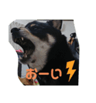 柴犬小鉄と小春（個別スタンプ：8）