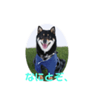 柴犬小鉄と小春（個別スタンプ：9）